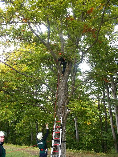 Ist schwieriger als es aussieht: die Rettung von Personen, die hoch oben auf einem Baum festsitzen.  Foto: Schwarz