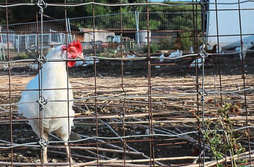 Ein gut befestigter Zaun schützt die 4500 Hühner des Fecker-Hofs vor Fuchs-Angriffen. Dieses Exemplar ist besonders neugierig und schaut dem Fotografen direkt in die Linse. Foto: Kauffmann