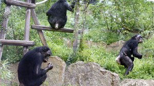 Die Bonobos dürfen jetzt regelmäßig in die Außenanlage