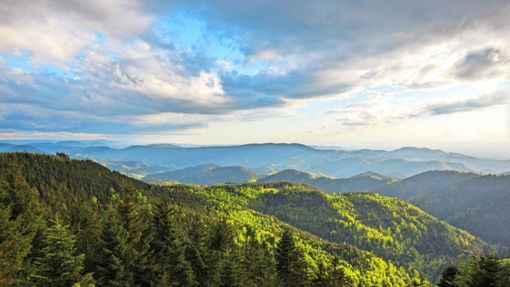 Der Nationalpark Schwarzwald ist Heimat zahlreicher Tier- und Pflanzenarten und lockt jedes Jahr hunderttausende Besucher an. Foto: Nationalpark