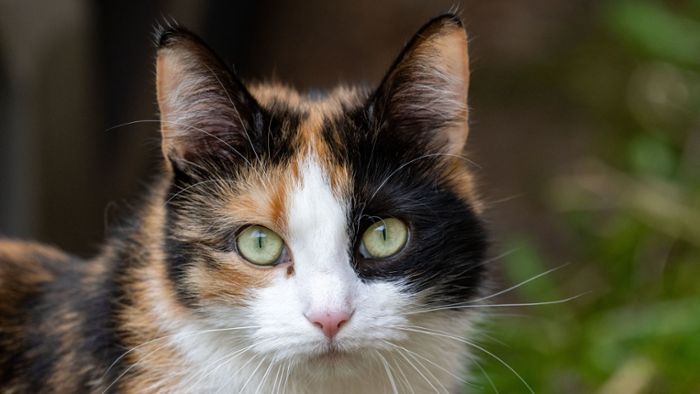 Fünf Todesopfer bei Rettungsversuch von Katze