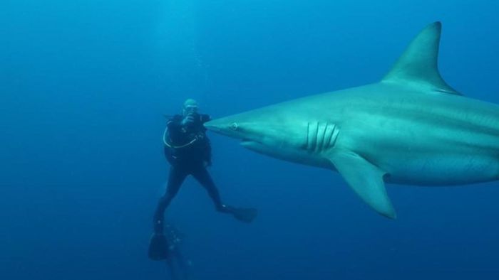 Andreas Wilkens aus Rottweil kommt Haien beim Tauchen ganz nah