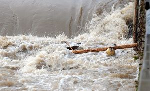 Das Tauwetter führt in Horb zu Hochwasser, doch der Pegelstand ist trotz der bedrohlich wirkenden Wassermasse nicht kritisch.  Foto: Hopp