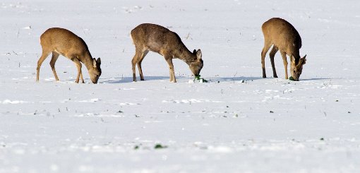 Drei Rehe suchen unter dem Schnee nach Nahrung. In Zukunft gibt es auf der Zollernalb keine behördlichen Abschusspläne für Rehwild mehr.  Foto: Pleul