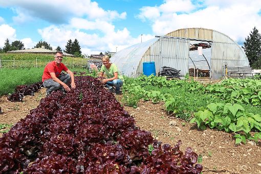 Hardy Bisinger, Vorsitzender der Baarfood Solidarische Landwirtschaft, und Biogärtnerin Anni Kohnle bauen auf dem Acker in Überauchen auch Salate an. Foto: Kauffmann Foto: Schwarzwälder-Bote
