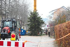 In der Sebastian-Kneipp-Straße in Villingen werden derzeit mehrere Bäume gefällt. Foto: Eich Foto: Schwarzwälder-Bote