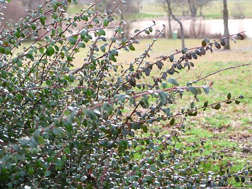 Der Cotoneaste-Strauch (rechts) wächst in Empfingen auf dem Spielplatz am Tälesee. Der Verzehr seiner Beeren oder anderer Teile der Pflanze ist gesundheitsschädlich.  Foto: Begemann