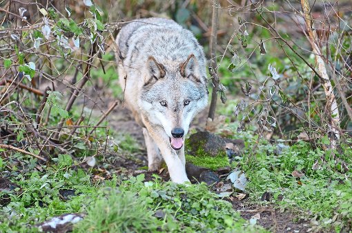 Dieser Wolf lebt im Wolf- und Bärenpark Schwarzwald. Dessen Geschäftsführer Rüdiger Schmiedel fordert Grünbrücken und mehr Aufklärung für die Bevölkerung.  Foto: Wolf- und Bärenpark