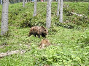 Im Alternativen Wolf- und Bärenpark finden Tiere aus nicht artgerechter Haltung eine Heimat. Fotos: Lutz Foto: Schwarzwälder-Bote