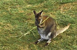 Wallaby-Känguru Finn ist rund 80 Zentimeter groß. Foto: Koch