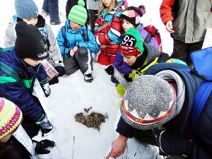 Die Drittklässler der ­Nusplinger Kallenbergschule befanden sich auf Spurensuche im Schnee – und zwar im Rahmen eines spannenden Naturkundeprojekts. Foto: Schwarzwälder-Bote