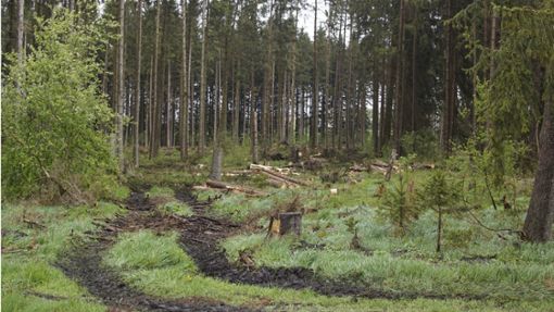 Der Fichten-Wald im Gebiet Wuhr soll mit Laubbäumen umgestaltet werden. Foto: Elena Baur