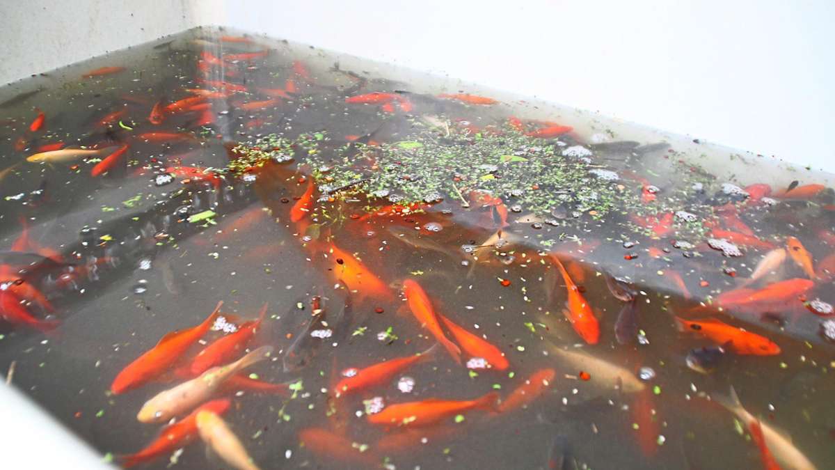 Dettensee Feuerlöschteich: Über 1500 Goldfische gehen Weitinger ANV ins Schleppnetz
