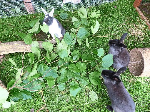 In der Pflegestelle des Kleintiervereins bekommen die Kaninchen regelmäßig frisches Grün zum knabbern und nagen.  Foto: Schülke