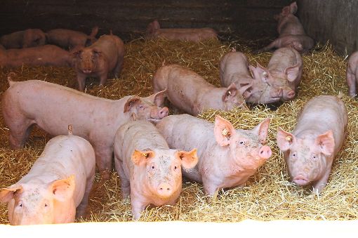Bei der gläsernen Produktion auf dem Schönblickhof der Familie Richter dreht sich  alles um die Schweinehaltung auf Stroh.  Foto: Ranft Foto: Schwarzwälder-Bote