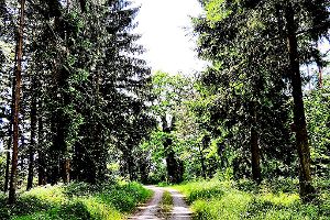 Im Geislinger Stadtwald werden 2015 weniger Bäume gefällt, als möglich wäre.Archivfoto: Hauser Foto: Schwarzwälder-Bote