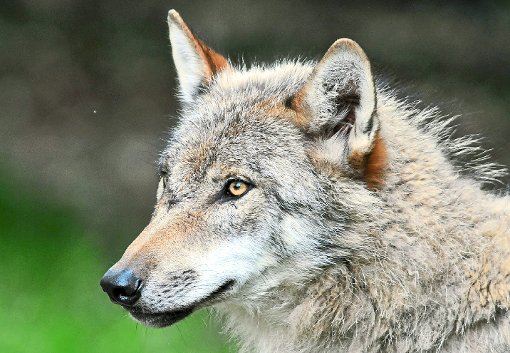 Wolfsrudel treten in östlichen Regionen wieder vermehrt in Erscheinung.  Foto: Sürth Foto: Schwarzwälder-Bote
