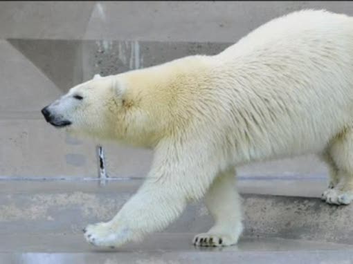 Eisbärenliebe: Knuts erstes Mal