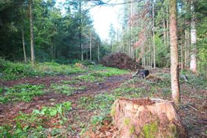 Aufräumarbeiten: Die Forstverwaltung versichert, dass sie das Borkenkäfer-Problem im Griff hat. Foto: Rath