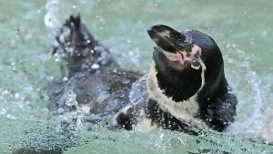 Pinguin aus Gehege gestohlen