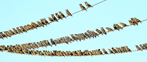 Den Vögeln wird das eher nicht gefallen: In Conweiler werden ab Montag zahlreiche Haushalte auf unterirdische Stromkabel umgerüstet. Foto: Schwarzwälder-Bote