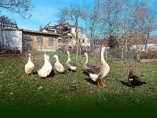 Tierschützer bezweifeln eine artgerechte Tierhaltung auf dem Haldenhof. Foto: Zeller