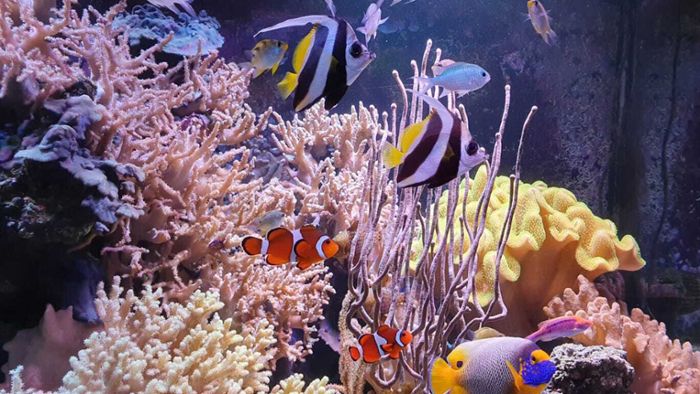 So gut eignen sich Aquarien für Kinder – und das gibt es zu beachten