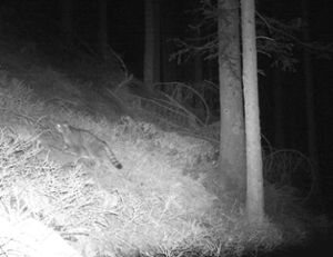 In die Fotofalle getappt: Die Europäische Wildkatze, die derzeit durch den Nationalpark streift.  Foto: Nationalpark Schwarzwald