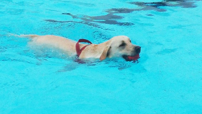 Hunden gehört einen Tag lang das Schwimmbad