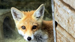 Doch kein Hund: In Schorndorf wurde ein Fuchs brutal getötet
