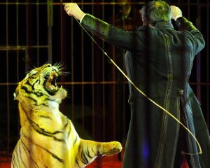 Ab Donnerstag gastiert der Circus Montana in Rottweil. Das Gastspiel wird von Protesten der Tierschutzallianz begleitet. (Symbolfoto) Foto: dpa
