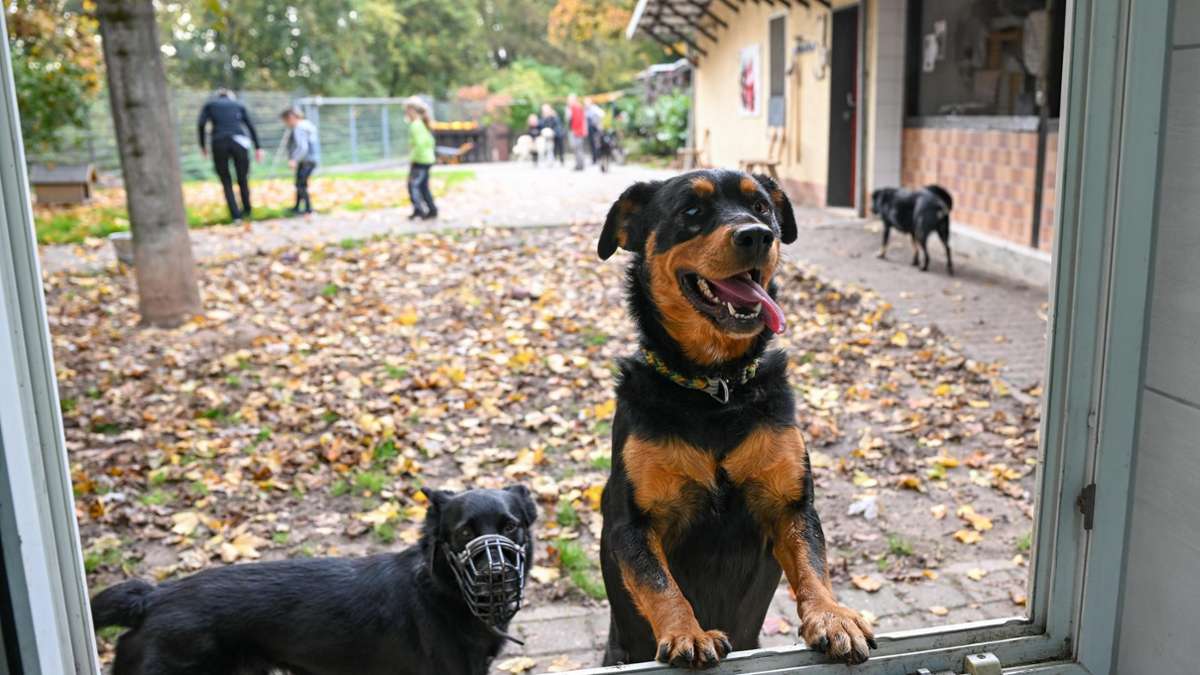 Tiere im Kreis Freudenstadt: Inflation bringt Einschnitte für Haustiere mit sich