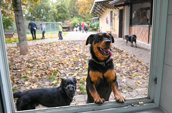 Tiere im Kreis Freudenstadt: Inflation bringt Einschnitte für Haustiere mit sich