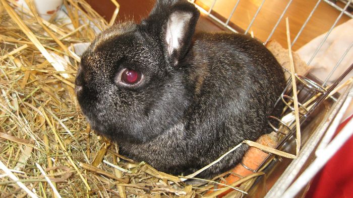 Tierquäler entsorgt Kaninchen in Glascontainer
