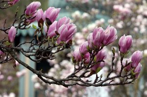 Sie blühen wieder - und diesmal besonders früh: Die Magnolien in der Stuttgarter Wilhelma. Foto: Wilhelma