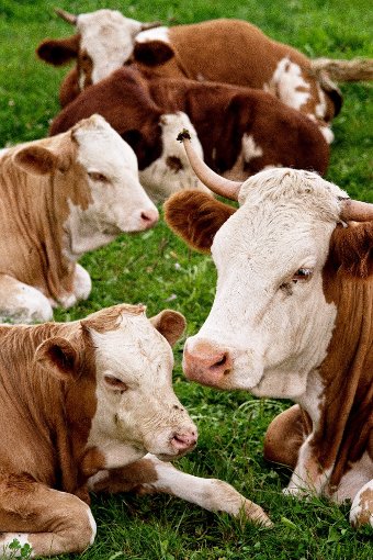 Glückliche Rinder: Für Tierschutz macht sich der Verein Uria stark. Foto: Uria