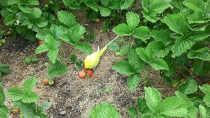 Lecker: Der Kanarienvogel macht sich über Erdbeeren her. Foto: Maus