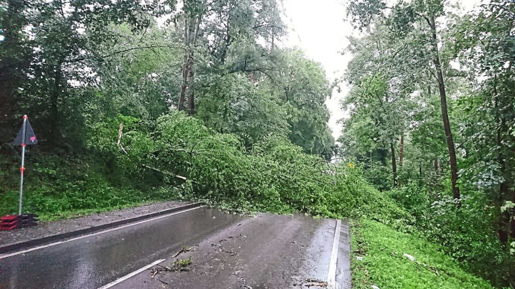 Zahlreiche Bäume fielen dem Sturm zum Opfer. Die Altburger Straße musste deshalb gesperrt werden.