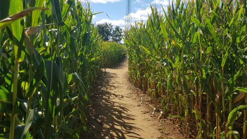 Ob das Maislabyrinth in Rexingen öffnen darf, stand in diesem Jahr lange nicht fest.  Foto: Bültel