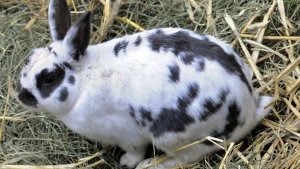 Kaninchenfamilie in Freigehege getötet