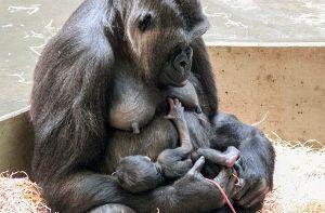 Gorilladame Mutasi mit ihrem Baby in der Stuttgarter Wilhelma Foto: Wilhelma