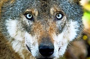 Experten bestätigen eine Wolfssichtung bei Pfalzgrafenweiler. Foto: dpa