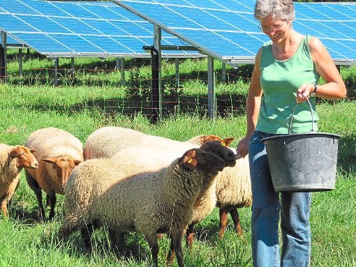 Für diese Schafe im Solarpark in Fischbach sind Tierseuchenbeiträge zu bezahlen.  Foto: Bantle Foto: Schwarzwälder-Bote