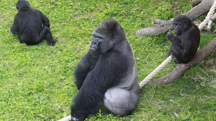 Auch die Gorillas haben jetzt Freigang