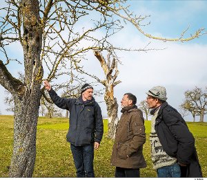 Die Initiative Totholz lebt will abgestorbene Obstbäume retten. Foto: Fritsch