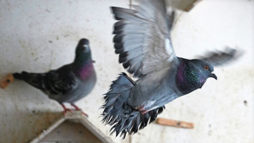Mit Sorge blicken Geflügelhalter auf den Ausbruch der Seuche bei  Tauben –  am Dienstag wurde bekannt, dass das APMV-1 grassiert, auch atypische Geflügelpest genannt. Foto: dpa/Robert Michael