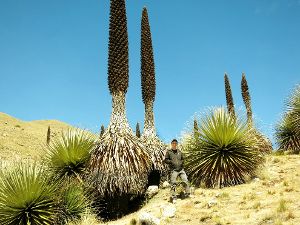 Friedemann Kissling steht vor der Pflanze Puya Raimondii, die nur auf der Altiplano-Hochebene zwischen Peru und Bolivien wächst. Foto: Schwarzwälder-Bote