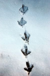Spuren im  Schnee zeigen, dass auch im Winter einiges los ist in der Tierwelt. Foto: Kolb Foto: Schwarzwälder-Bote