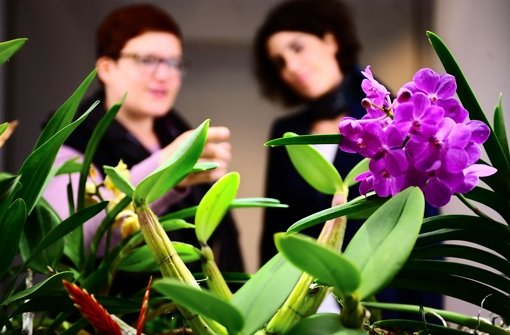 Orchideen wie die südamerikanische Schomburgkia faszinieren durch ihre eigenwilligen Blüten und die Pracht ihrer Farbe. Foto: Michele Danze