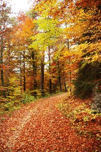 Die Waldwege auf der Gemarkung Winterlingen werden saniert. Foto: Retter Foto: Schwarzwälder-Bote